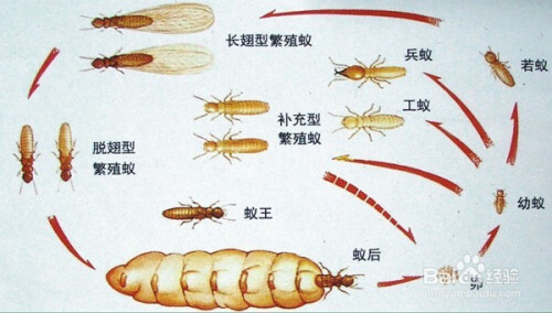 白蟻防治